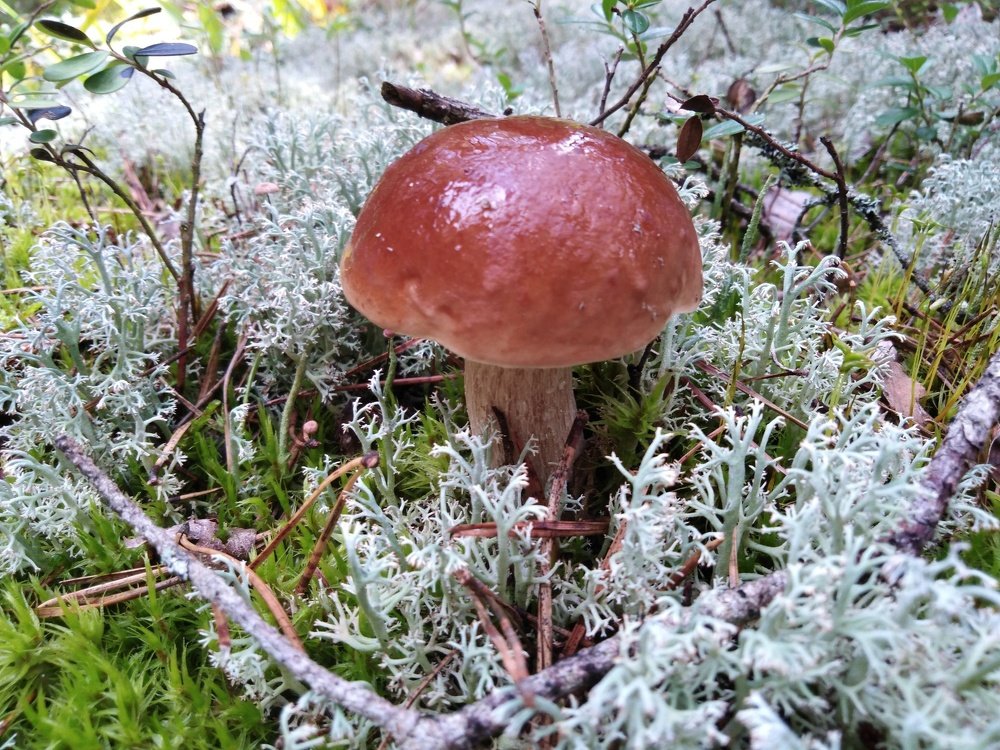 Photograph by Людмила Ковалевская
