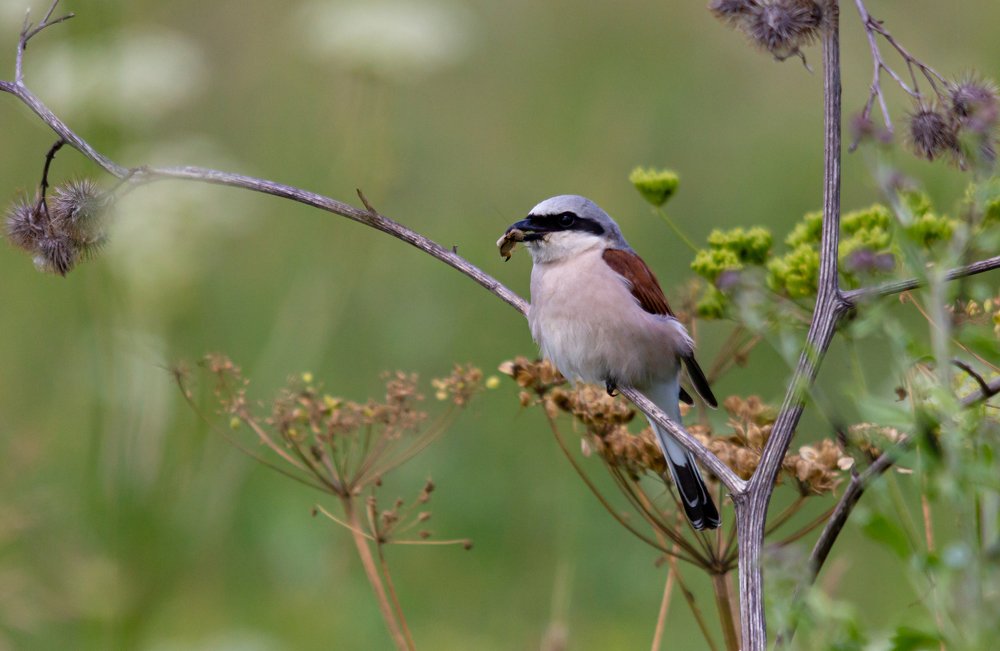 Приятного аппетита !