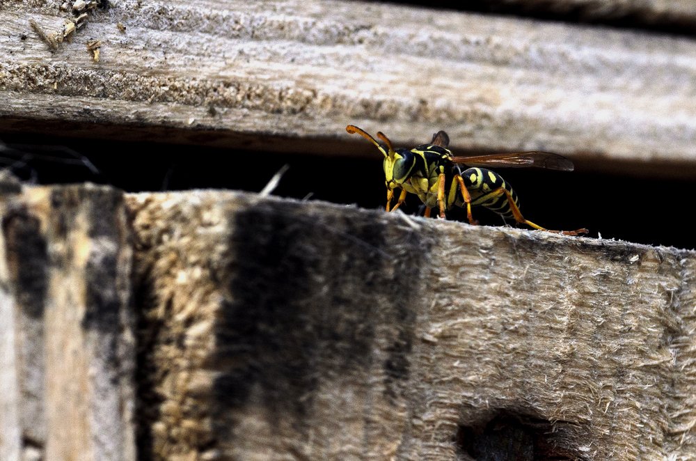 Photograph by Владимир Янчук