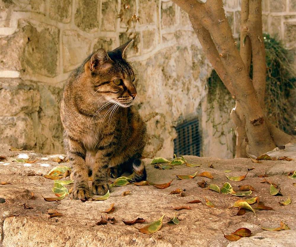 Photograph by Яков