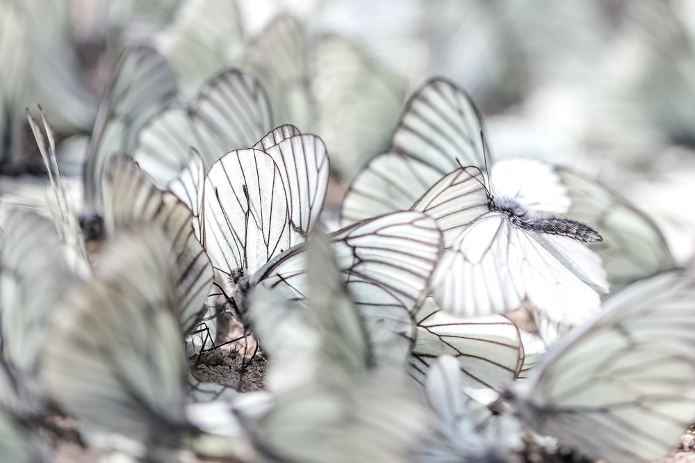 Photograph by Екатерина Бахмутова