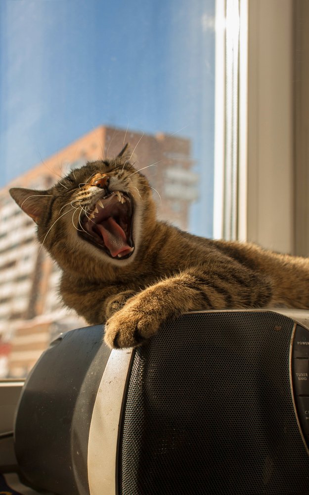 Утренняя песня