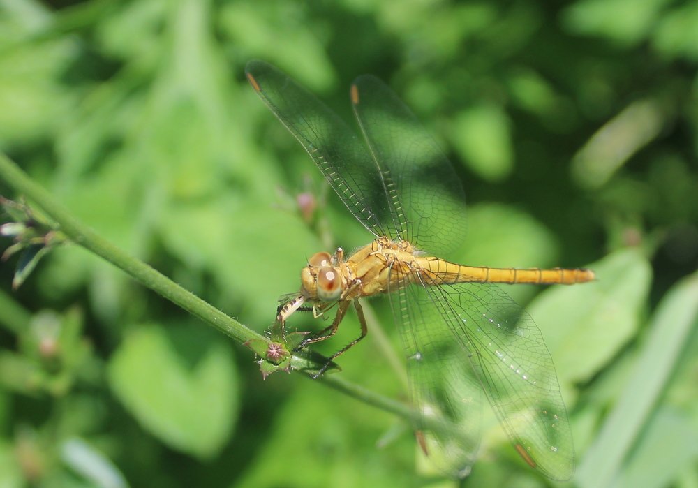 Обед стрекозы.