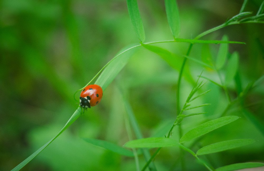 Photograph by Нина