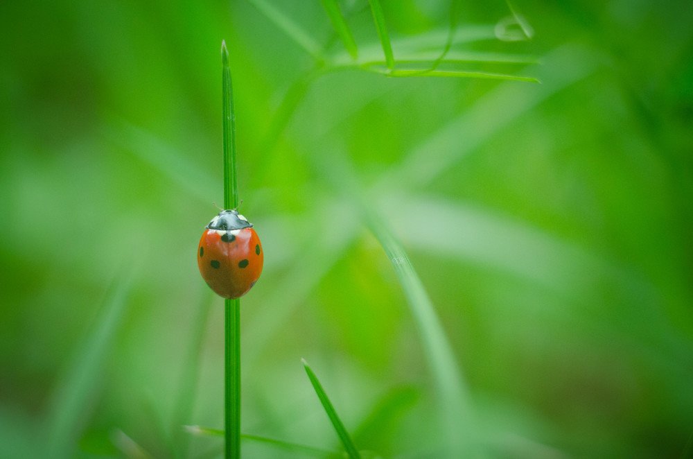 Photograph by Нина