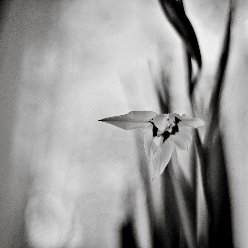 ацидантера