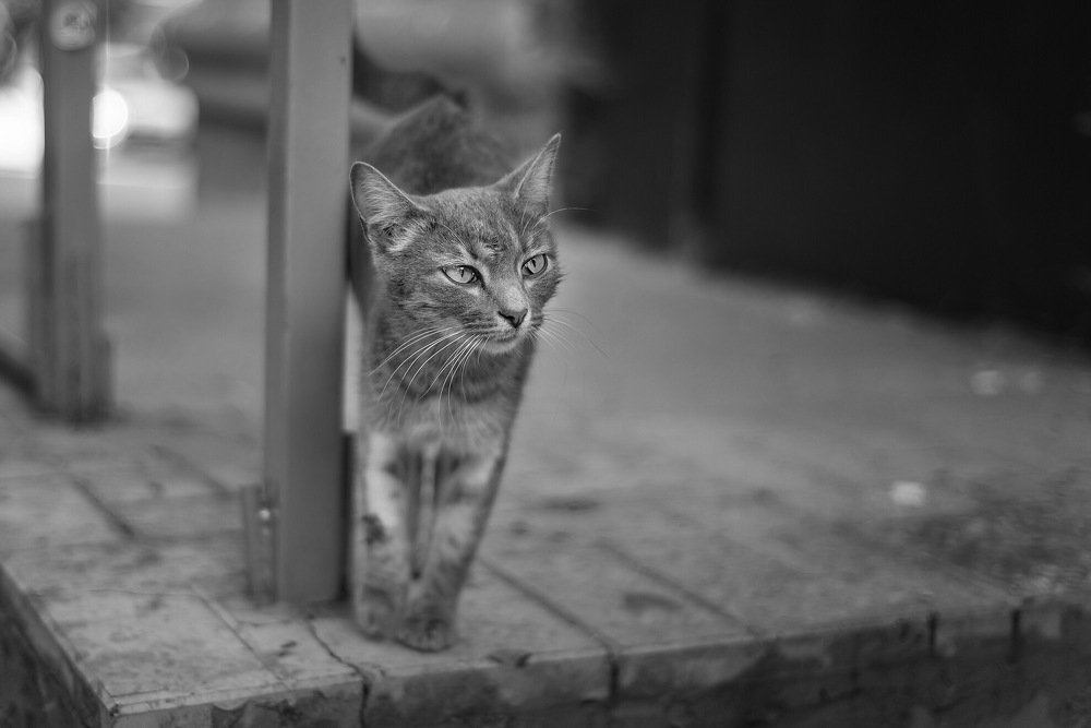 Photograph by Оксана Шарабанова