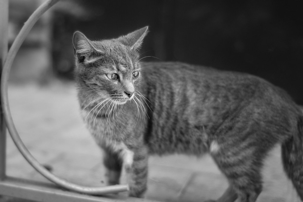 Photograph by Оксана Шарабанова