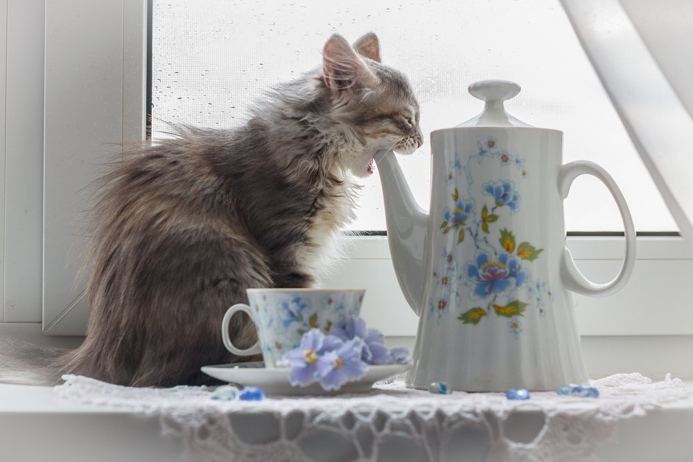 Где мой утренний кофе?