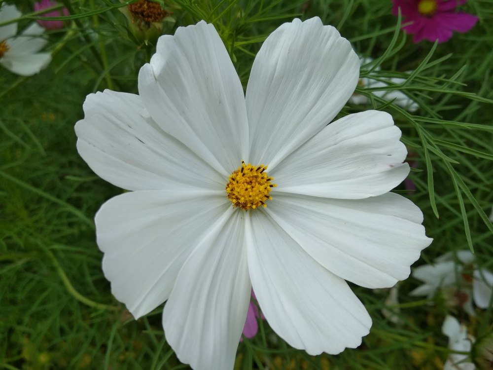 Photograph by Людмила Ковалевская