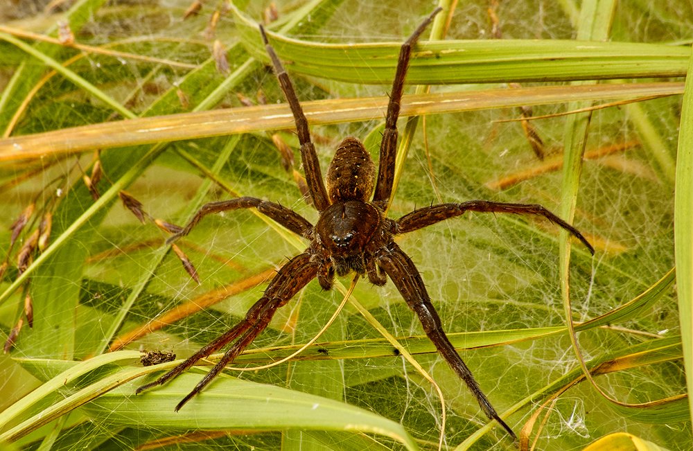 Фотография автора Игорь Иванов