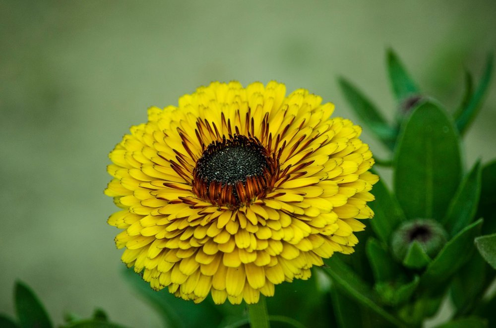 Photograph by A. M. Shafiqul Islam