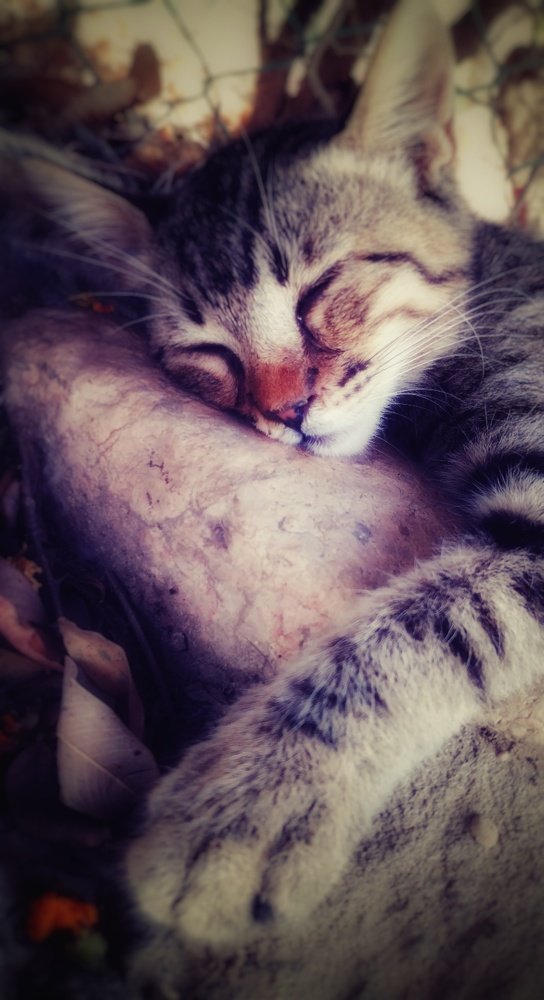 Сладких снов