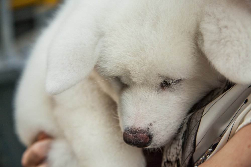 Photograph by Александр Лапшин