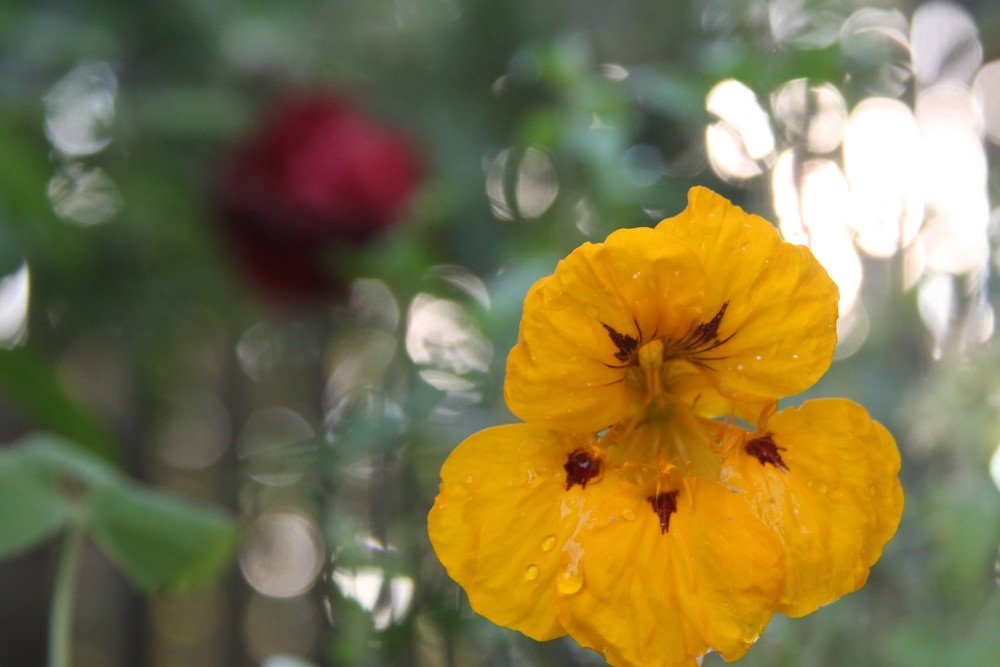 Photograph by Елена Копейкина