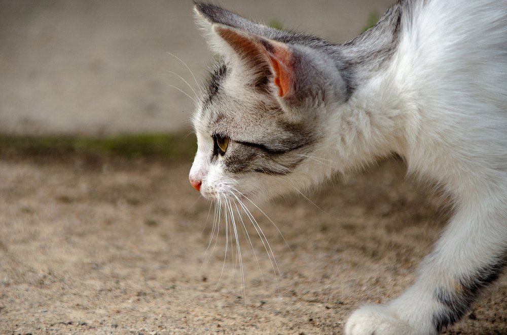 Фотография автора Майя Афзаал