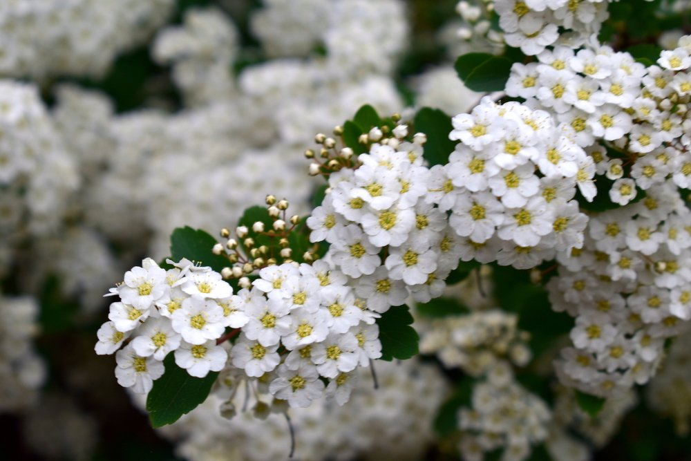 Dope easy breathed when blooming gardens ... /Дурманом легким веяло, когда цвели сады.../