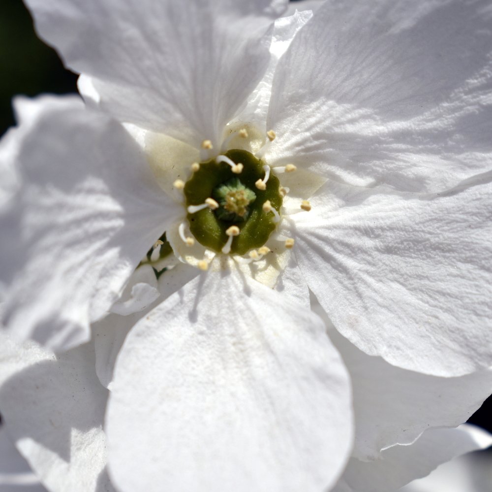 Delicate white bloom / Нежно белое цветение