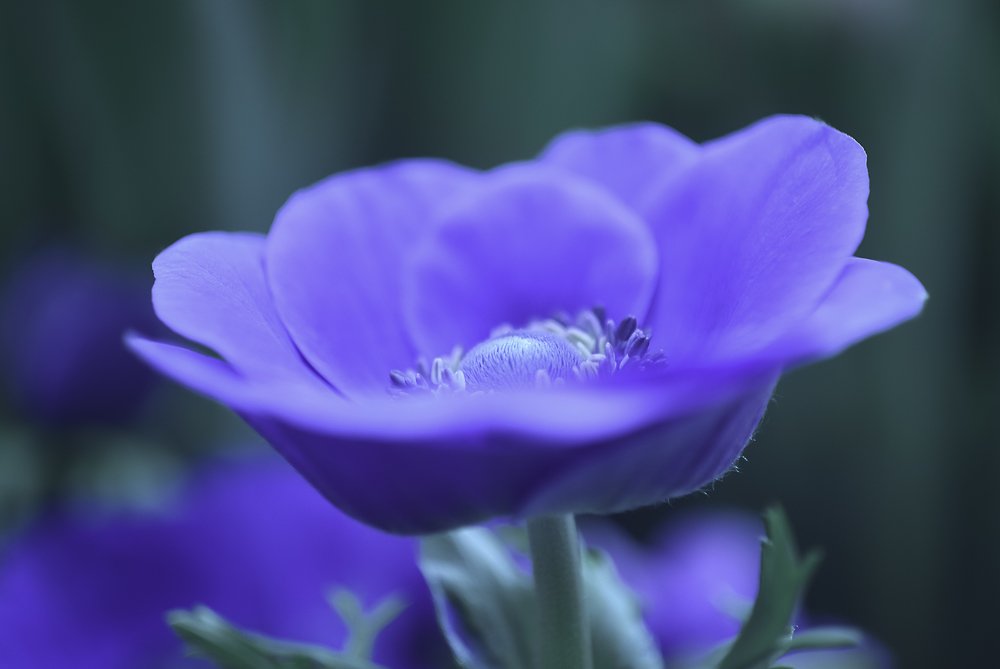 Photograph by Ольга Мендоса