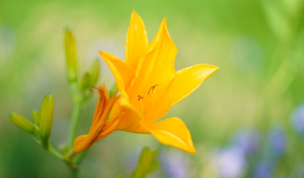 Photograph by Ольга Мендоса