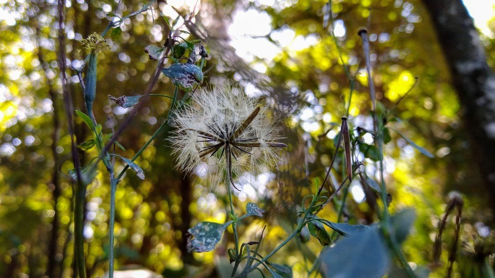 detalhe