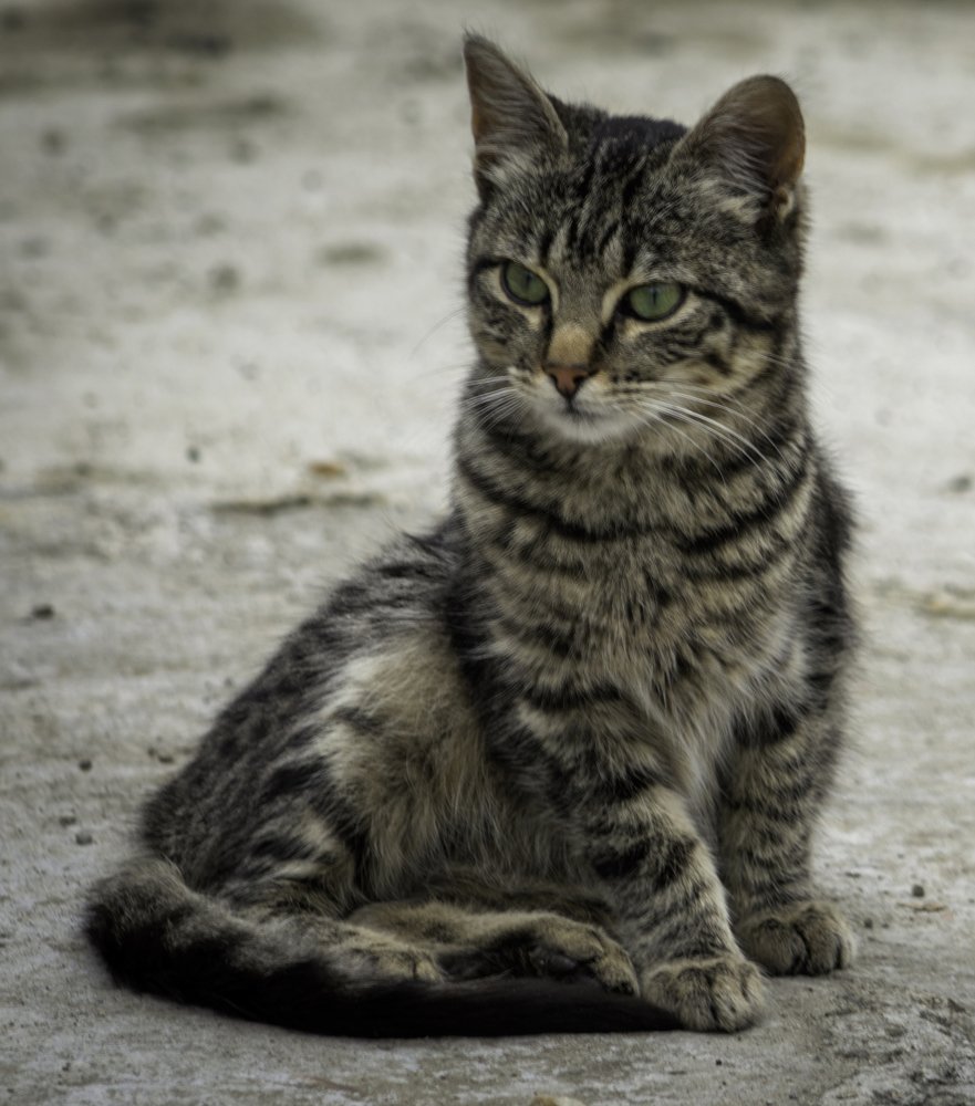 Photograph by Andrius La Rotta