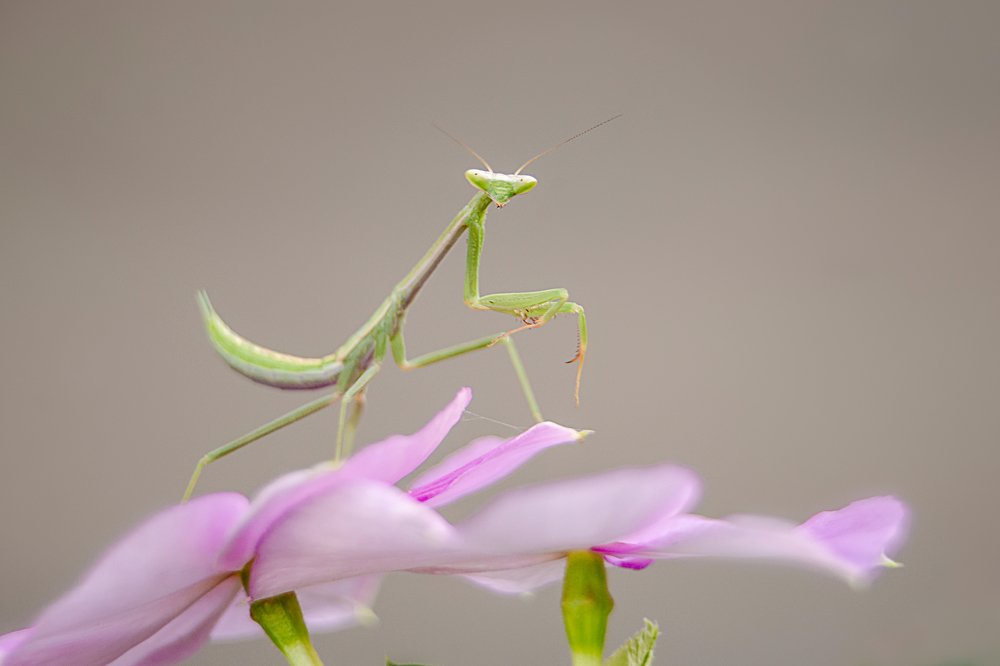 Photograph by CARLOS ALBERTO MOURA HENRIQUE