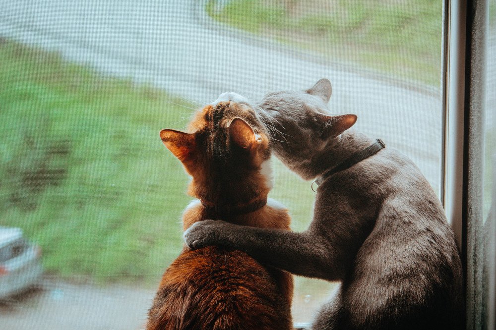 Photograph by Евгения Приймак