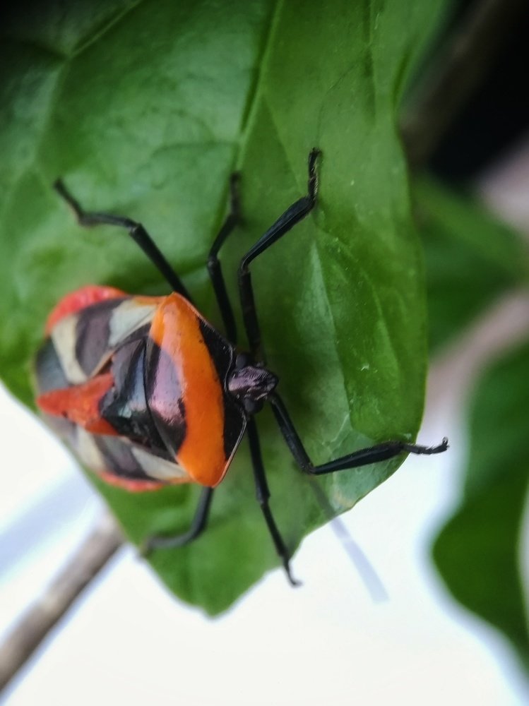 Photograph by  Honest