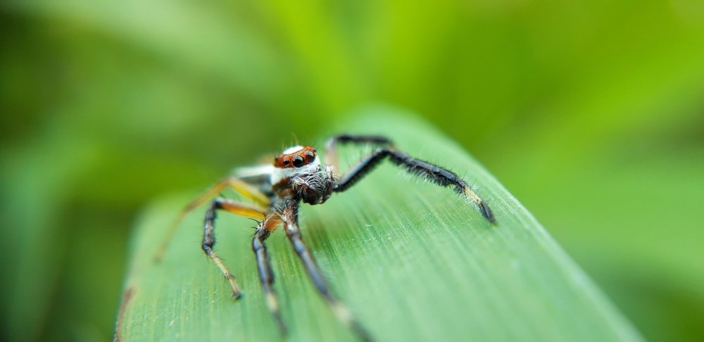 Photograph by Mahto Baleshwar