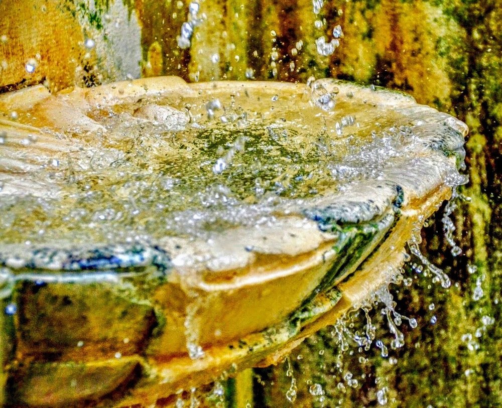 Photograph by Maria Teresa Teixeira de Sousa