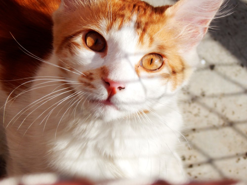 Photograph by Miguel Rowert