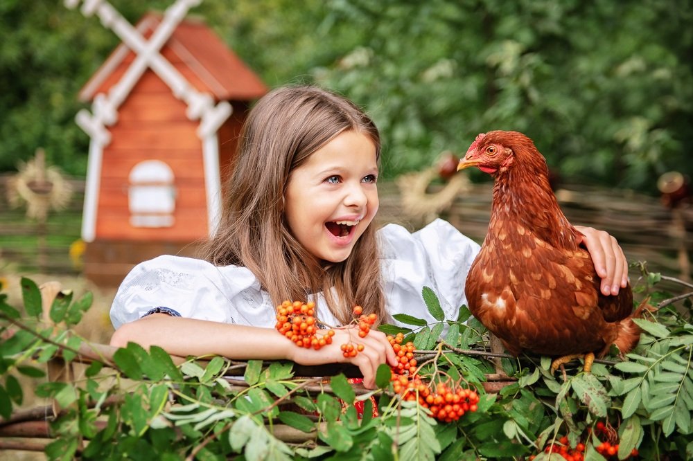 Курица красавица у меня жила....