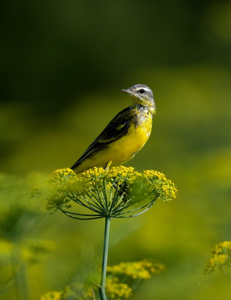 Фотография автора Chintu Panchal