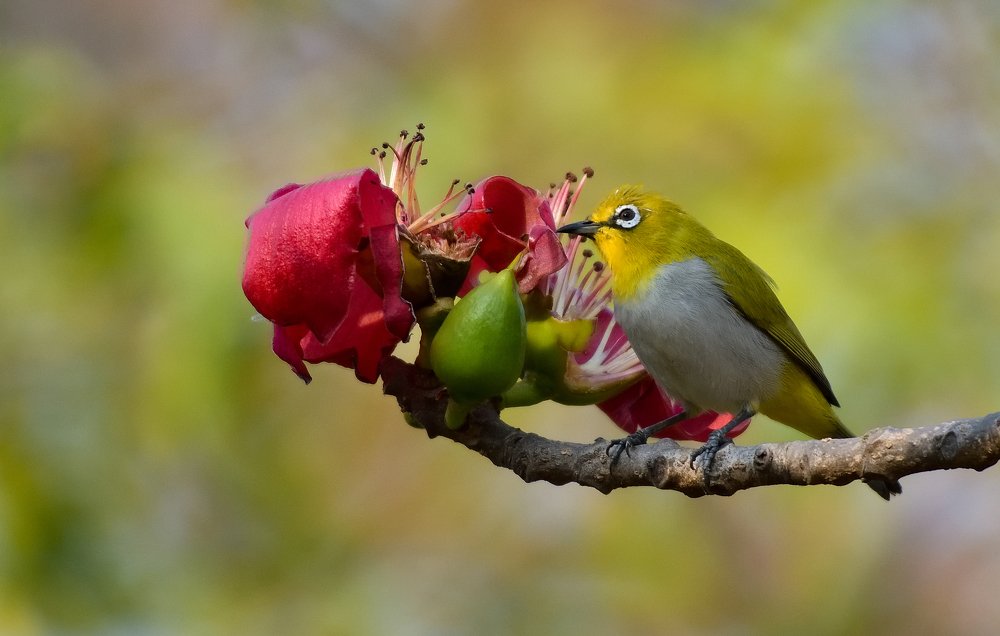 Фотография автора Chintu Panchal