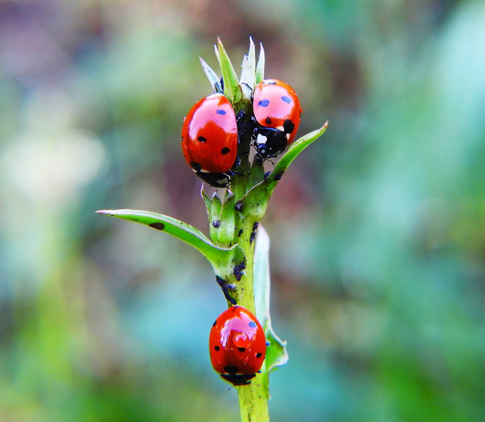 Photograph by Сергей Шипулин