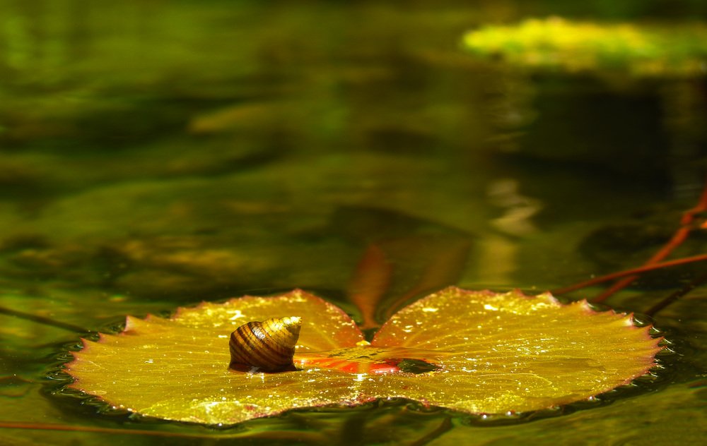 Photograph by Сергей Шипулин