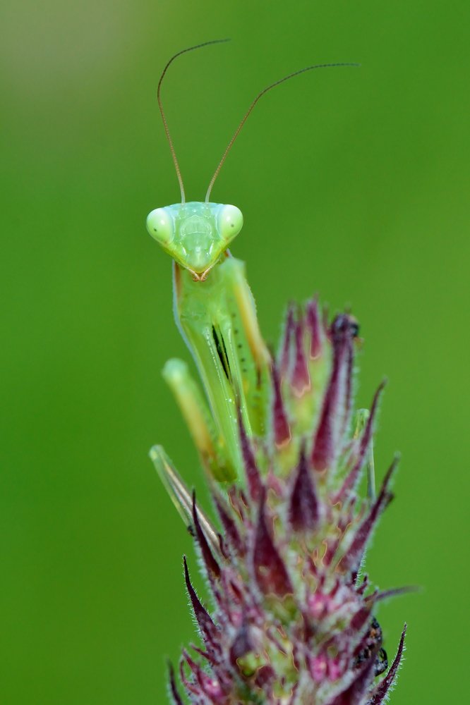 Ищу богомола без вредных привычек