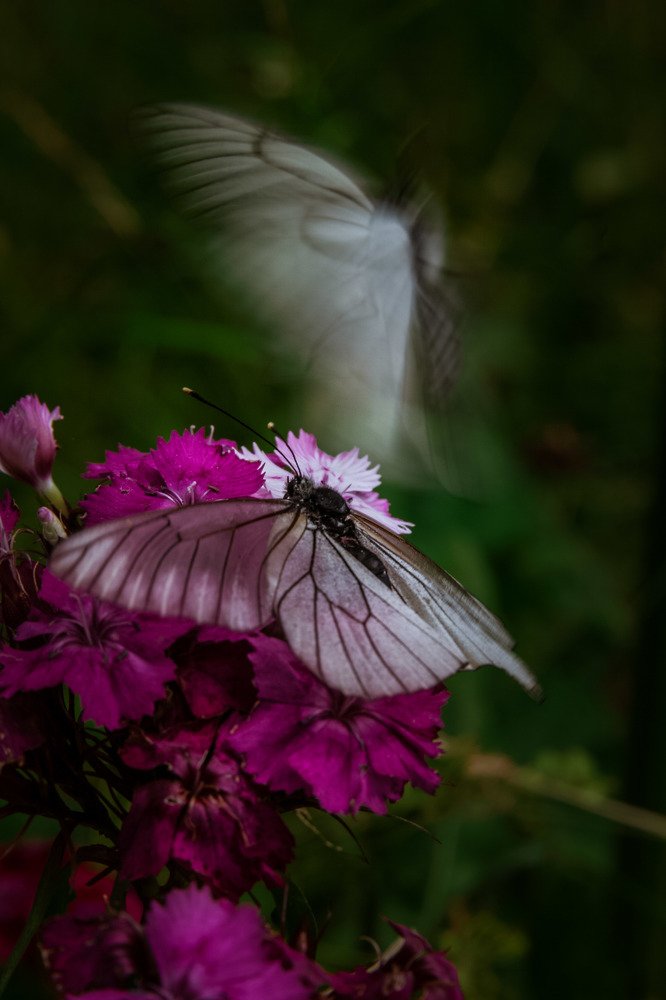 Фотография автора Ivelina Petkova