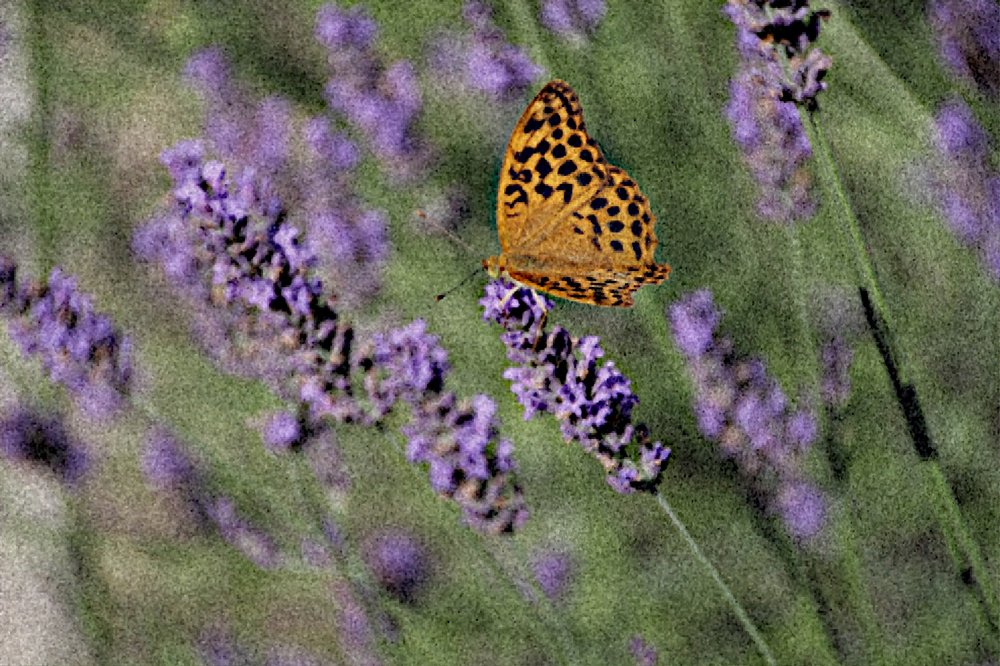 Photograph by Carmelo Stagnetta