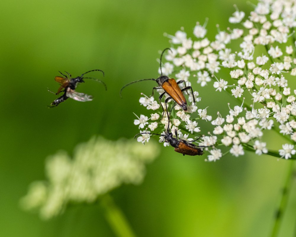 Весёлые лептуры Lepturini