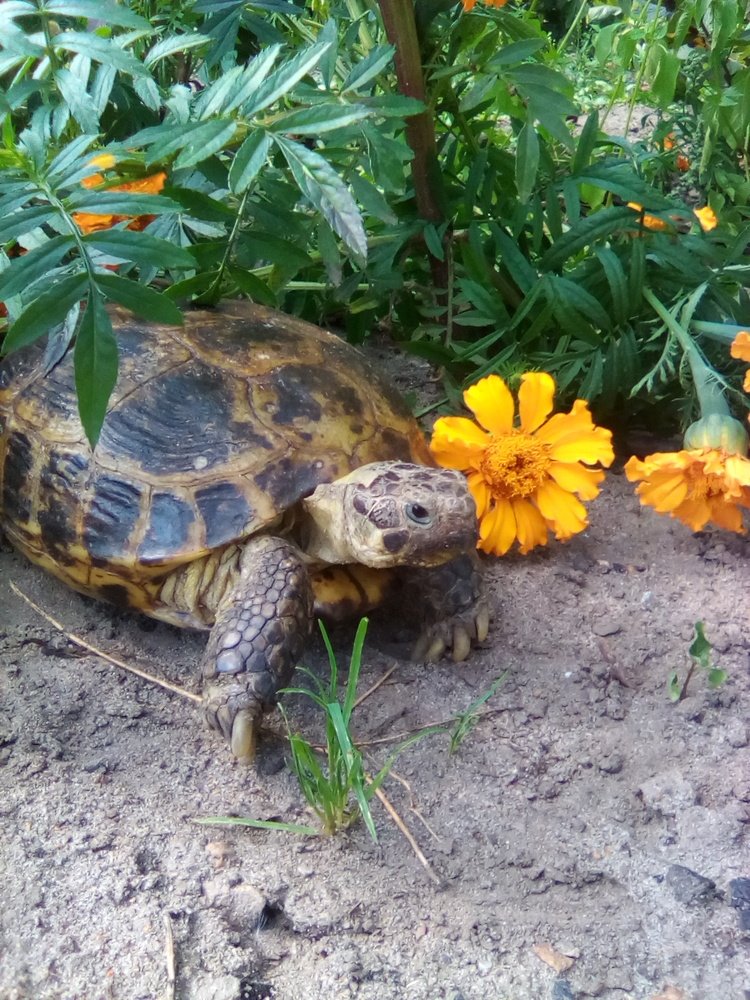 Черепашка в цветах.
