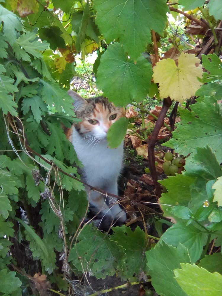 Photograph by Кристина Соловарова