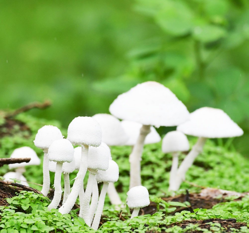 Monsoon Time – Mushroom Time