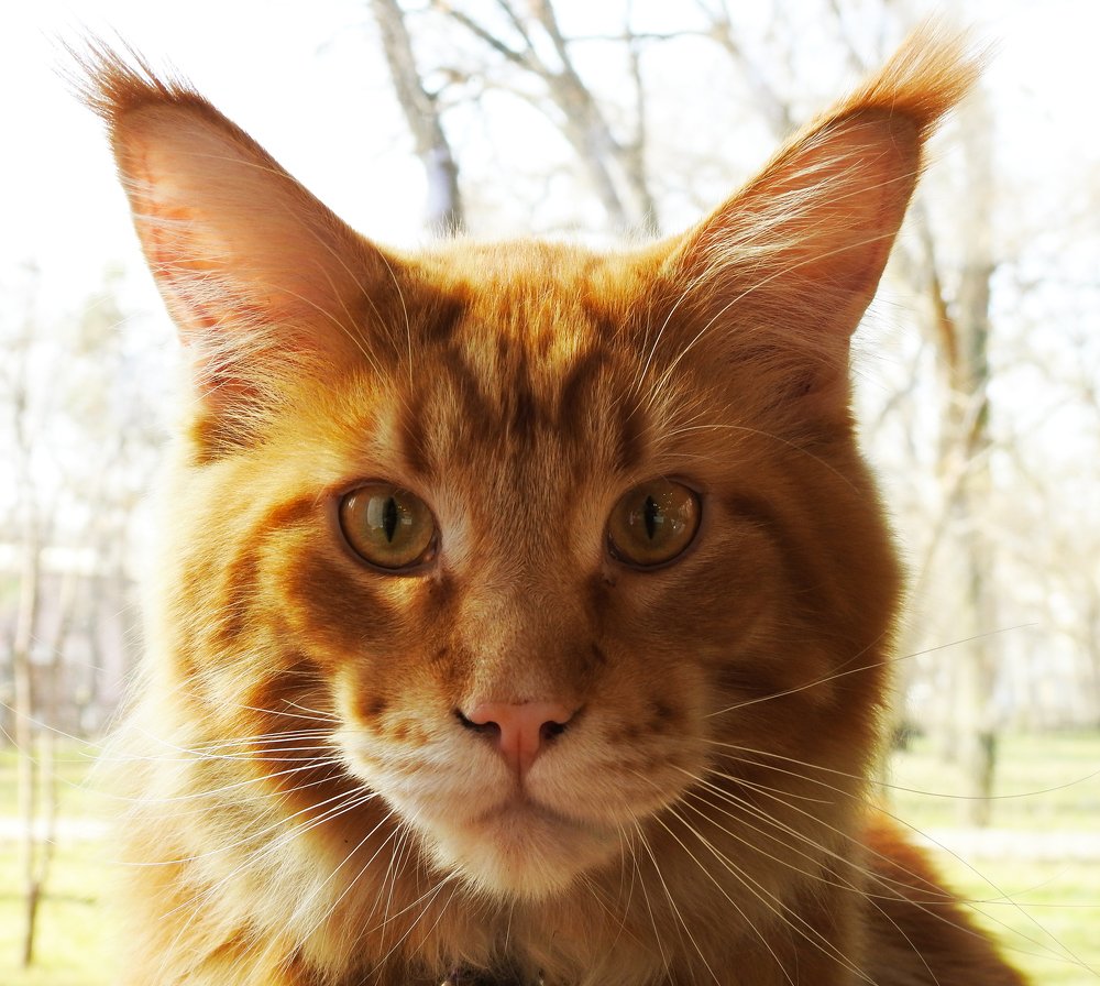 Photograph by Сергей Шипулин