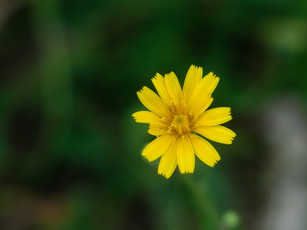 Маленькое солнце