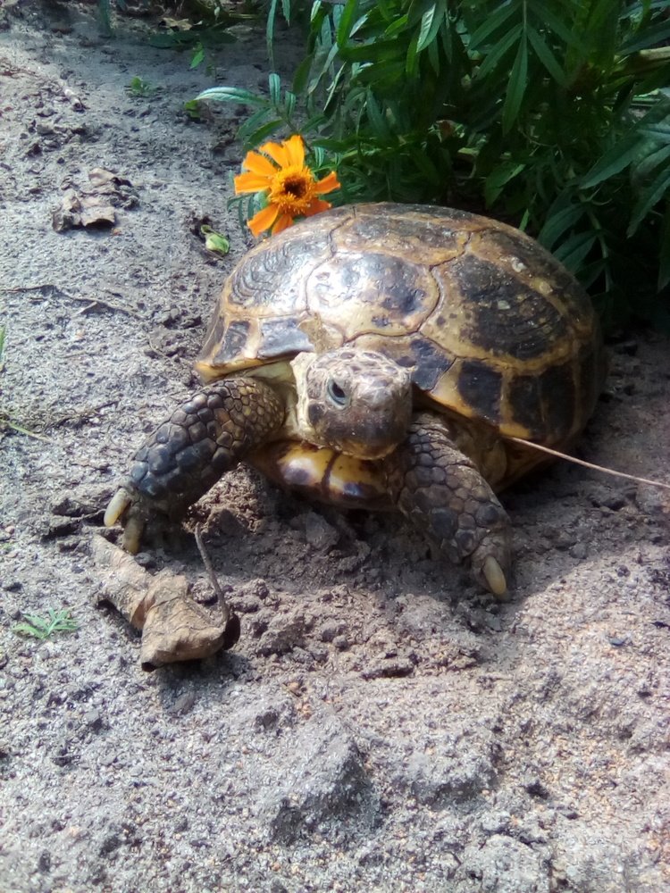 Мадам Тортилла.