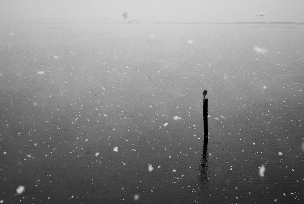 Photo #3520286