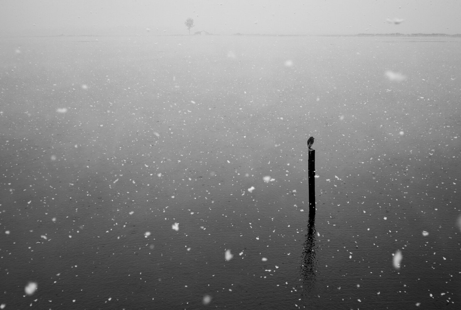 Photo #3520286