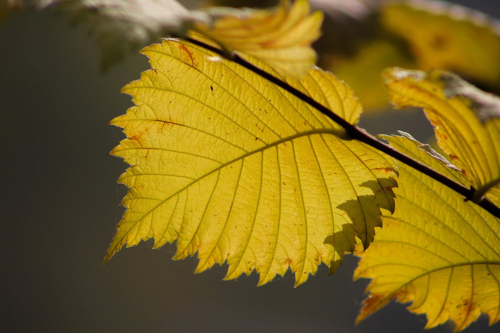 Золото осени